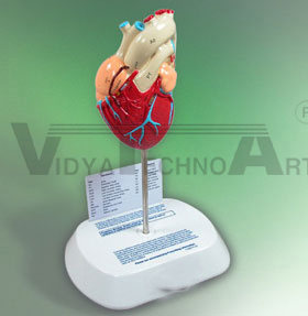 Heart Model